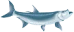 Cheeca Lodge logo