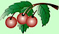 Cherry Springs Nursery logo