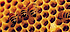 Hamilton Honey logo