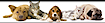 Healthy Pets Veterinary Services logo