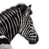 Investec Group logo