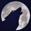 Lone Wolf Media logo