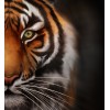 Tiger Correctional Services logo