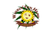 Winkin'' Sun Hemp logo